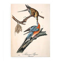 Passenger Pigeon, from 'Birds of America'