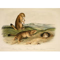 Prairie Dog from 'Quadrupeds of North America', 1842-45