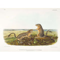 Leopard Spermophile Spermophilus Tridecemlineatus
