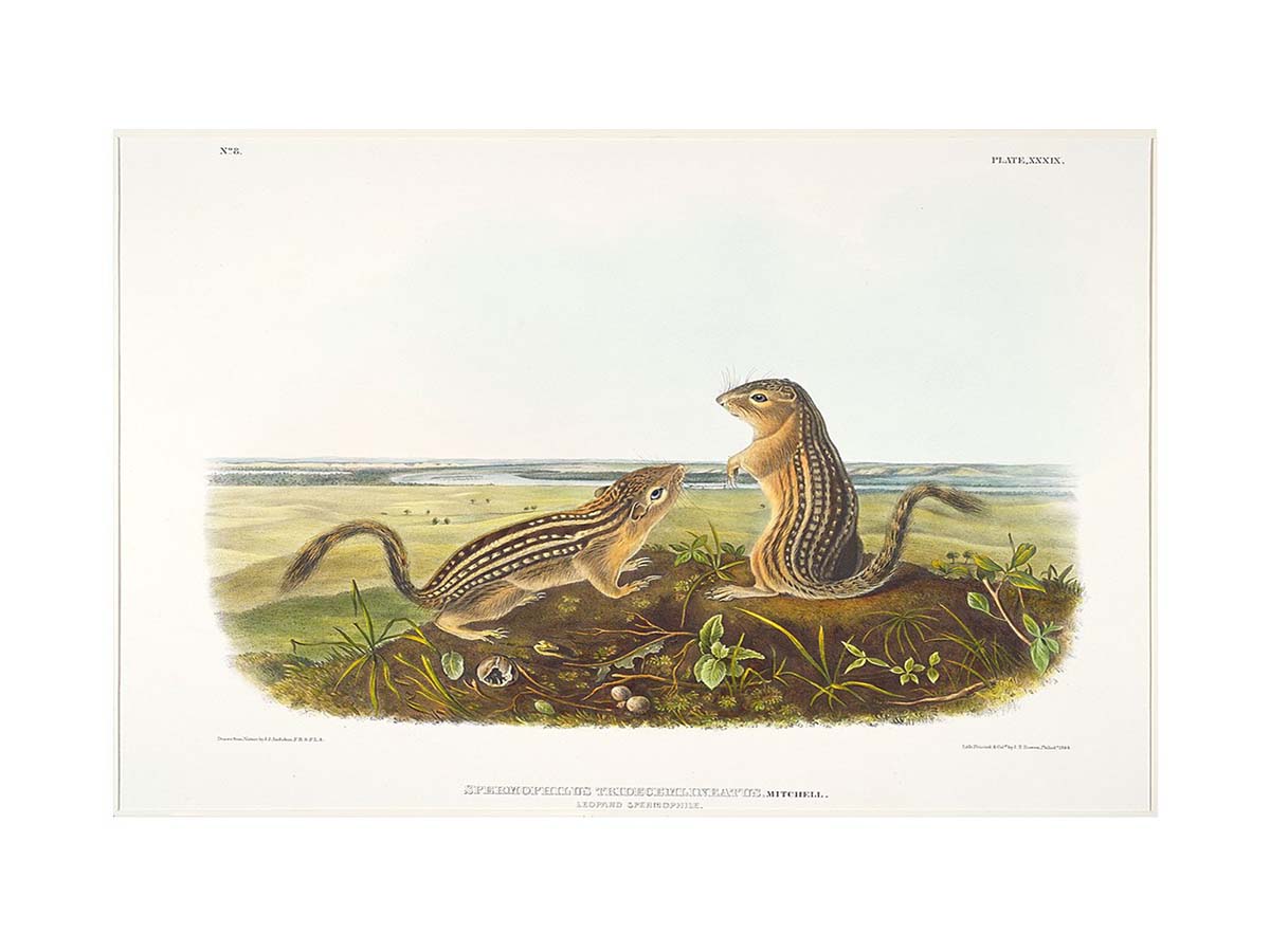 Leopard Spermophile Spermophilus Tridecemlineatus