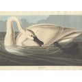 Trumpeter Swan (Plate Ccccvi)