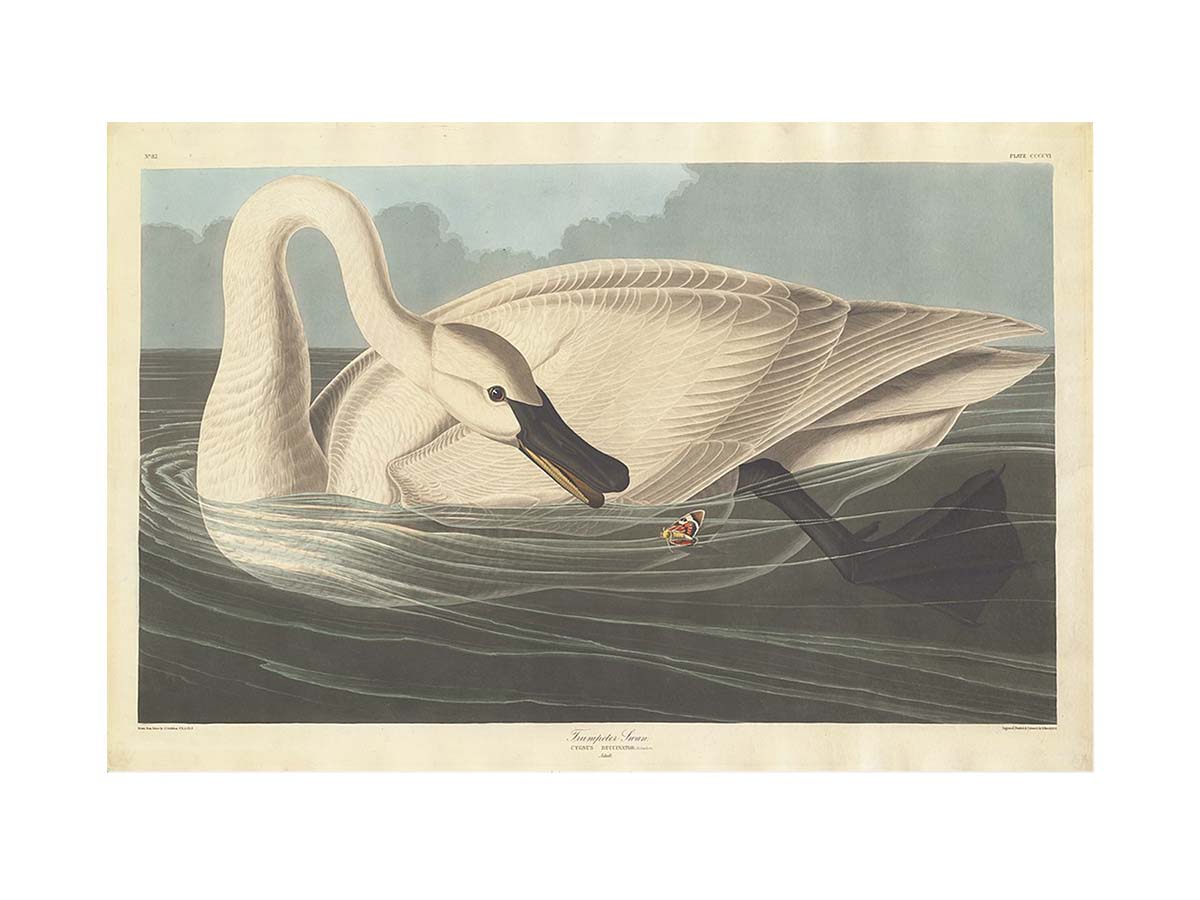 Trumpeter Swan (Plate Ccccvi)