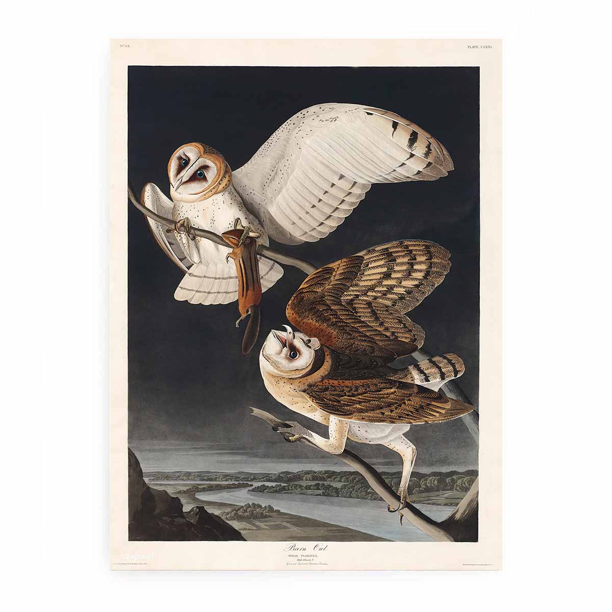Barn Owl