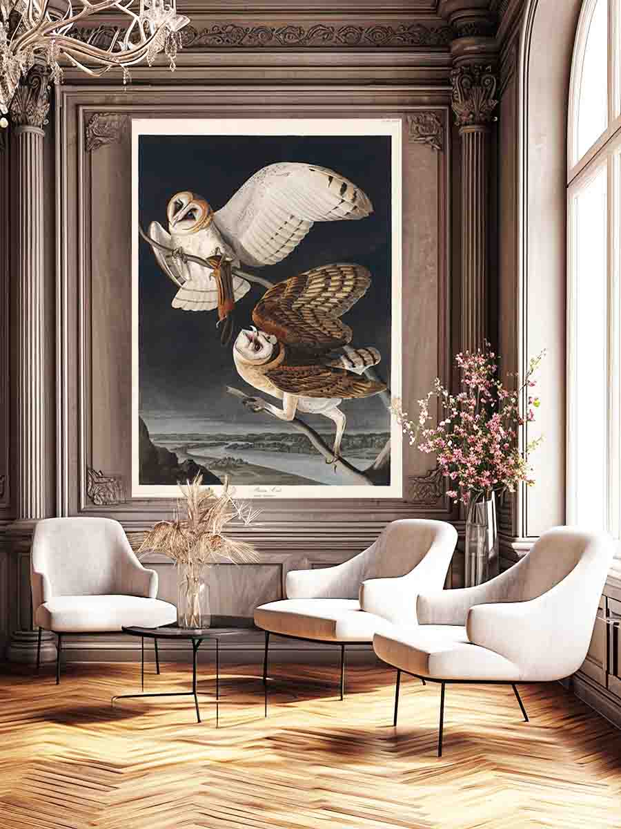 Barn Owl