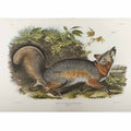 Grey Fox