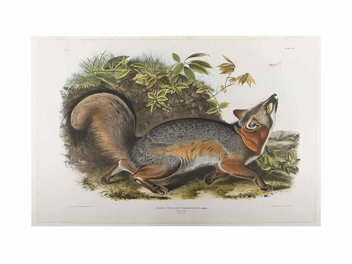 Grey Fox