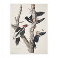 Vory-billed Woodpecker, from 'Birds of America', 1829