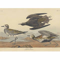 American Golden Plover