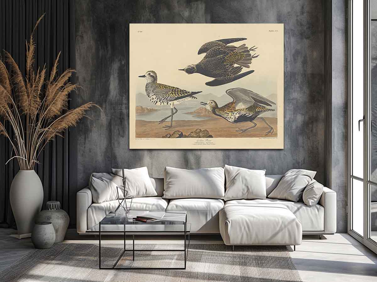 American Golden Plover