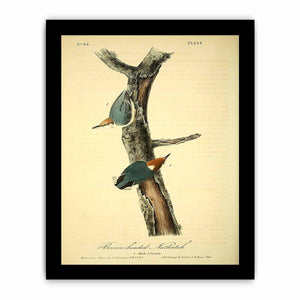 Brown headed nuthatch
