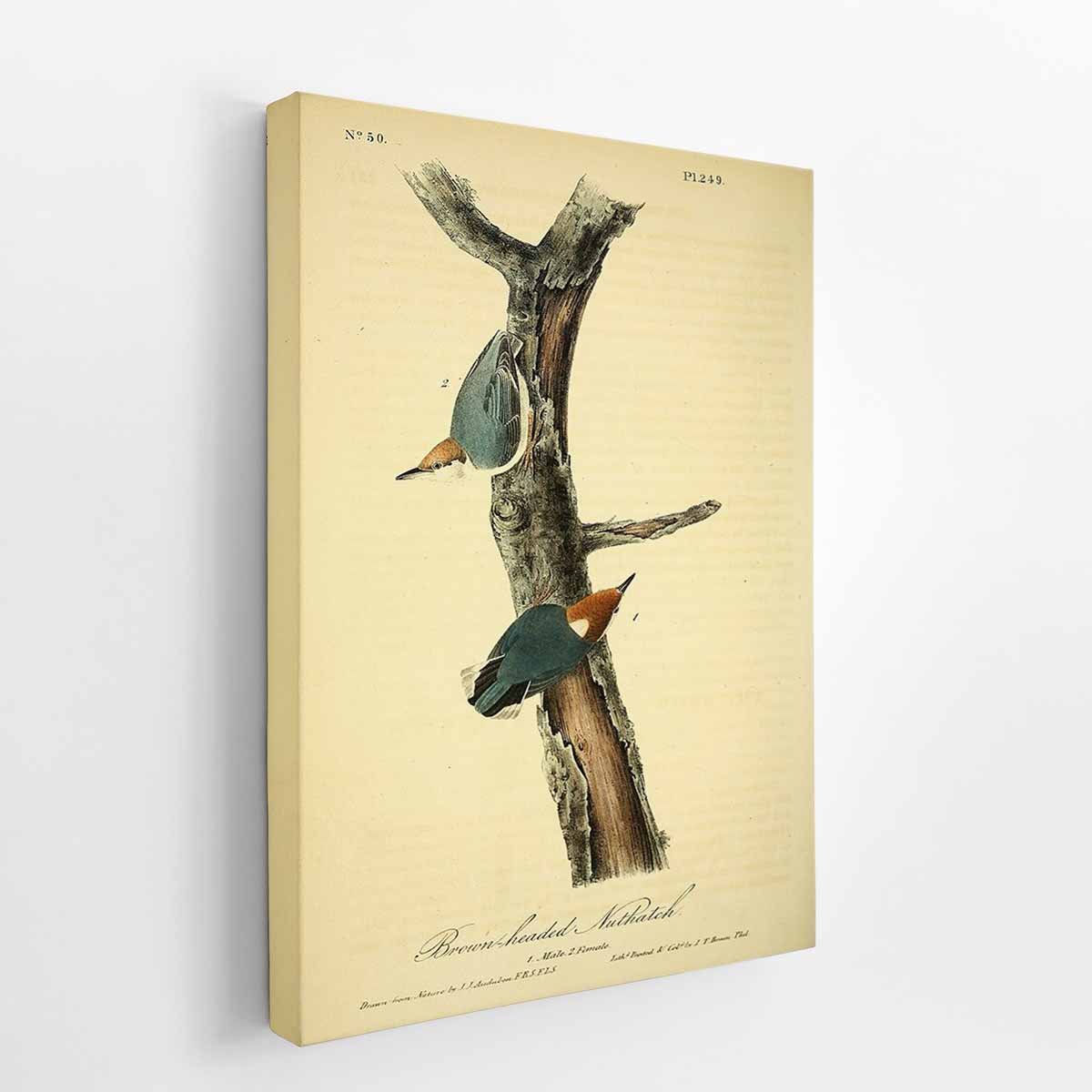 Brown headed nuthatch