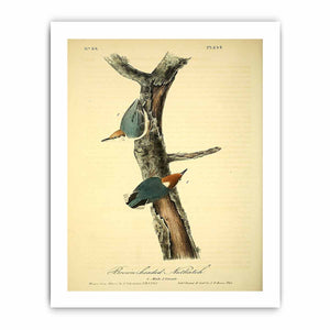 Brown headed nuthatch