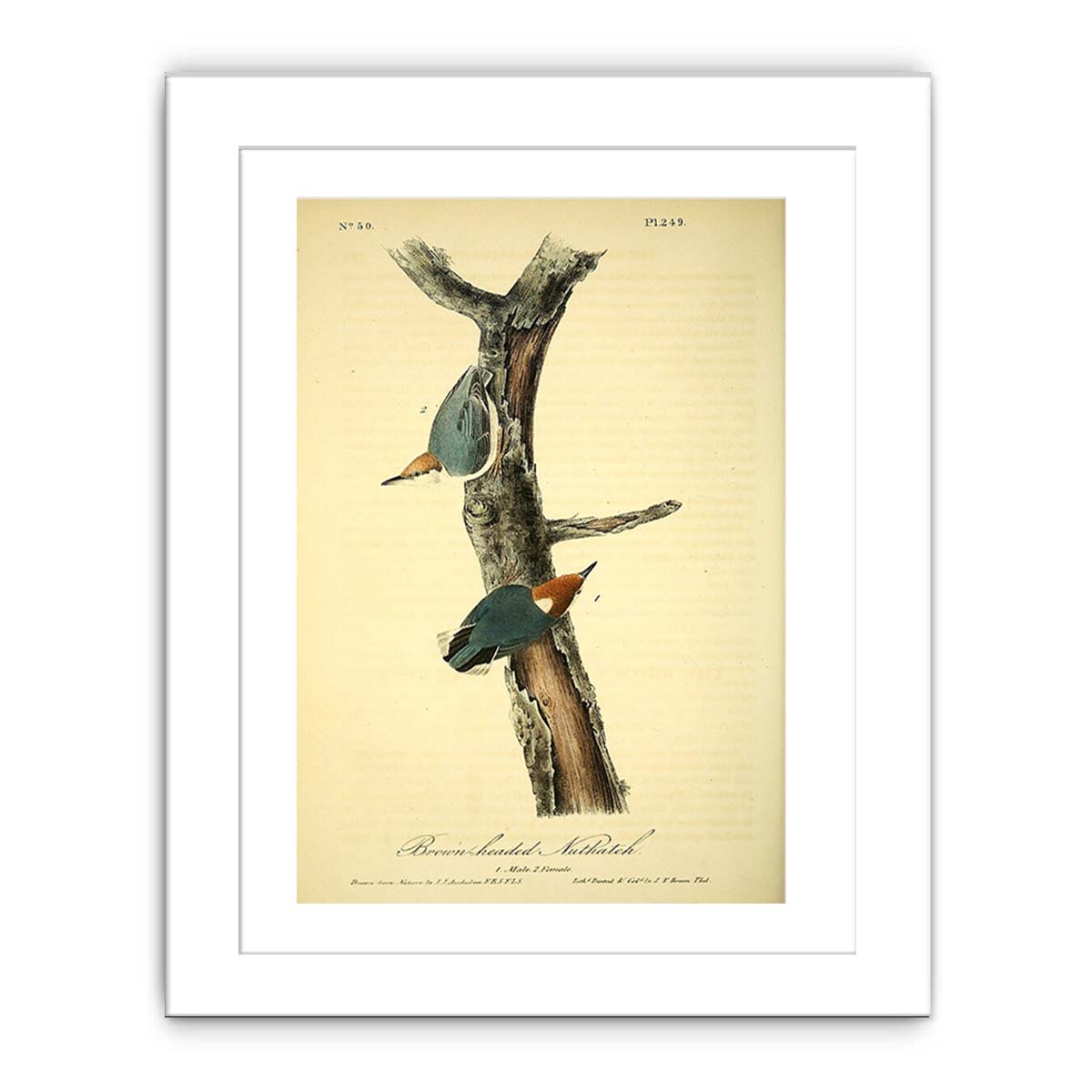 Brown headed nuthatch