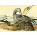 Common Gannet
