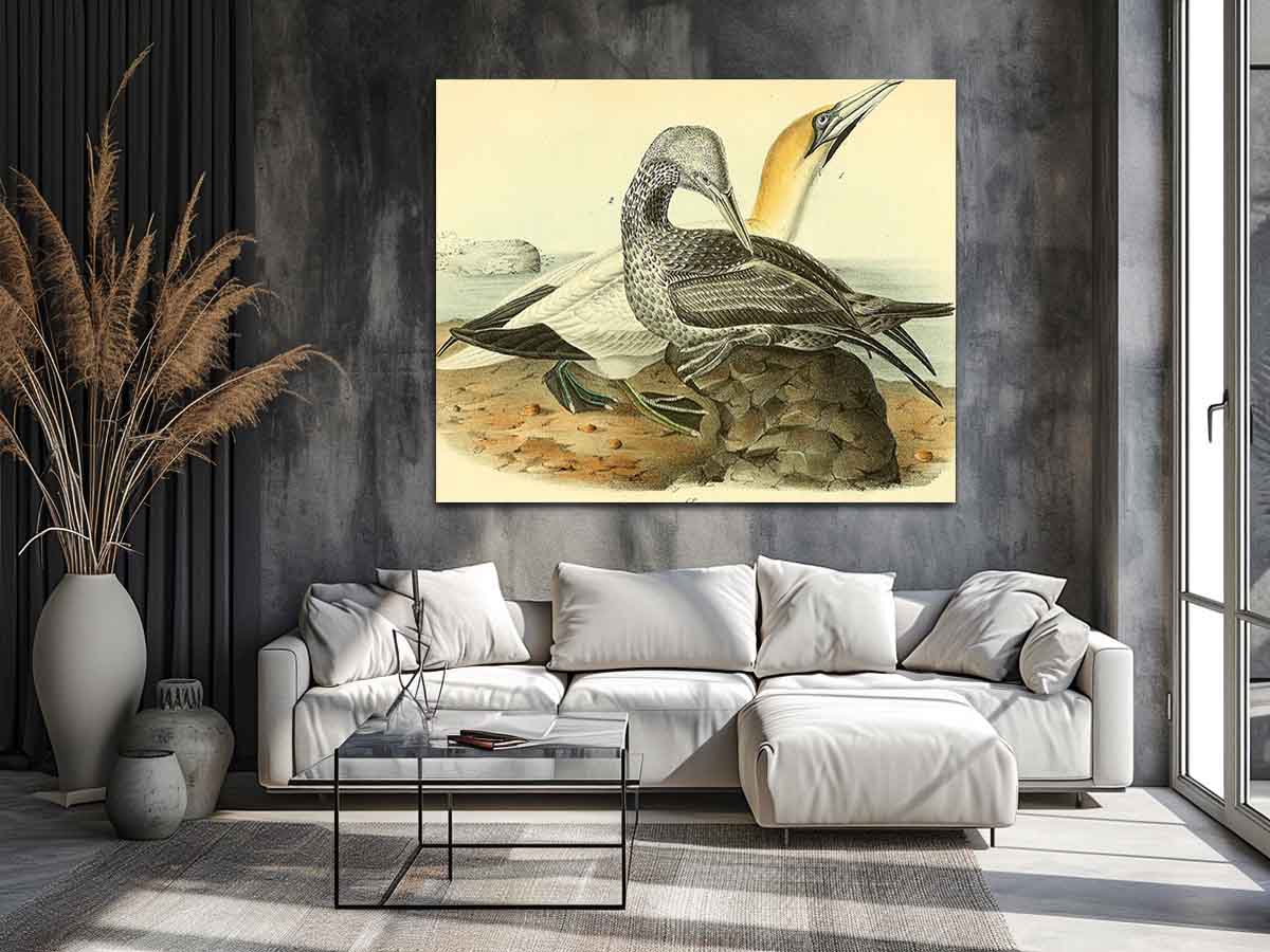 Common Gannet