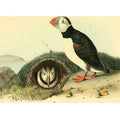 Common or Arctic Puffin