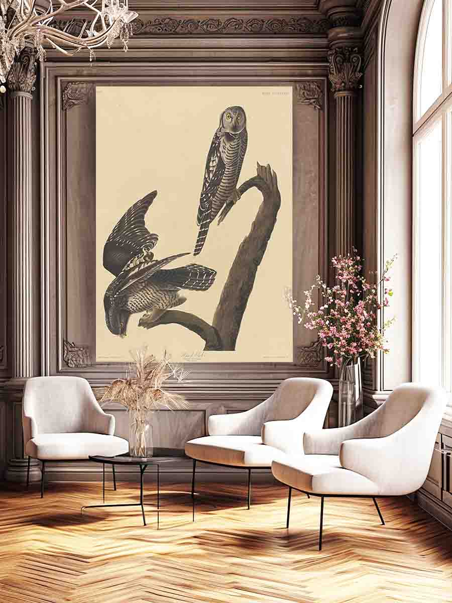 Hawk Owl