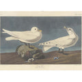 Ivory Gull