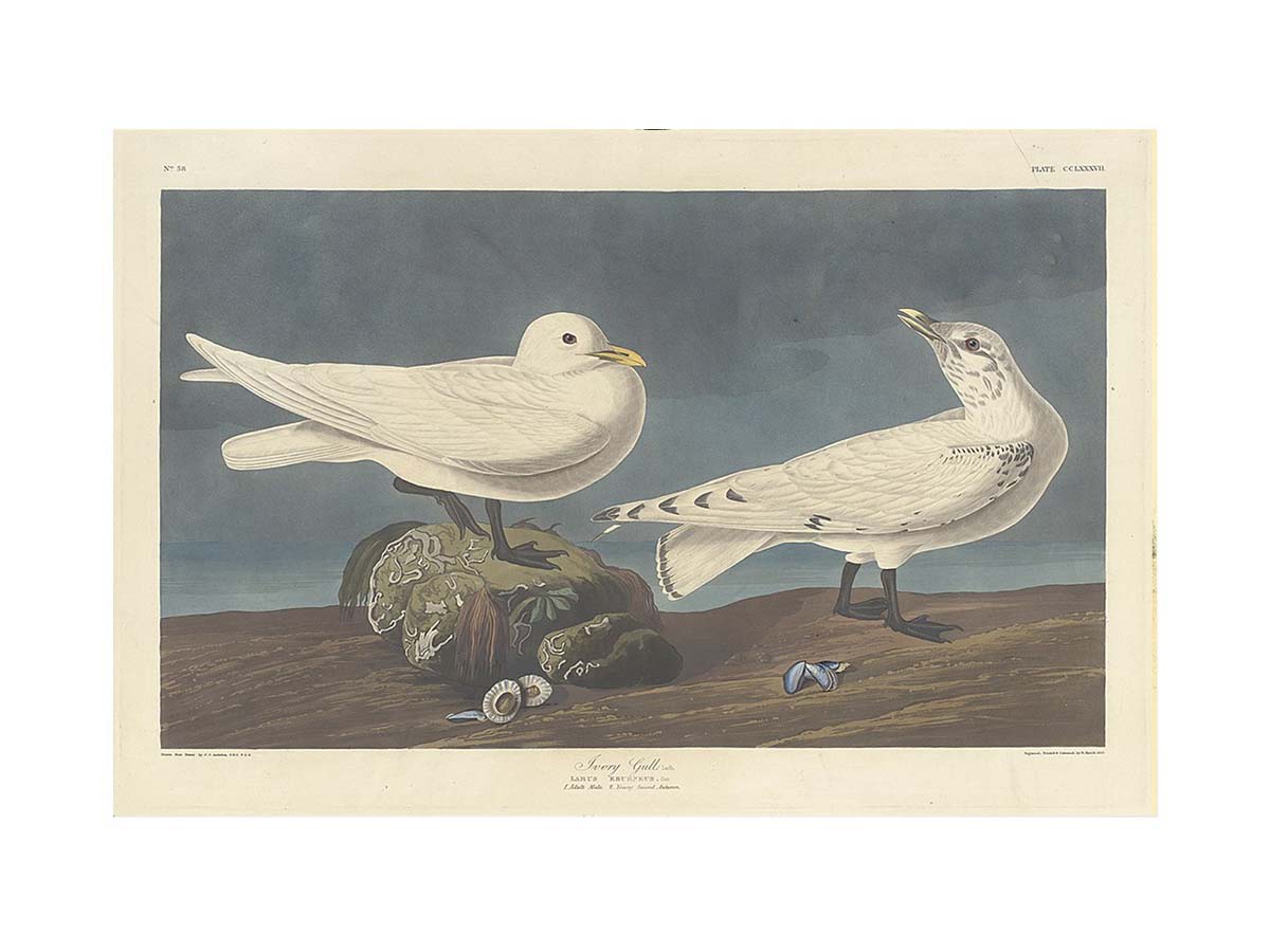 Ivory Gull