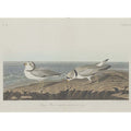 Piping Plover