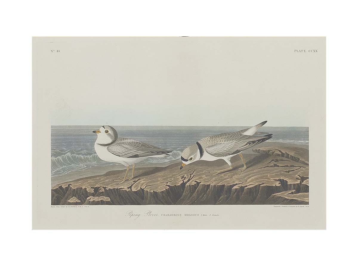 Piping Plover