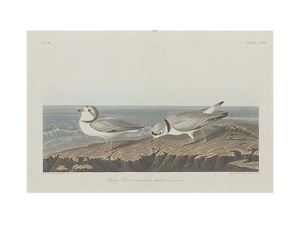 Piping Plover