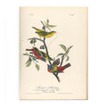 Painted Bunting