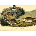 Shore Lark