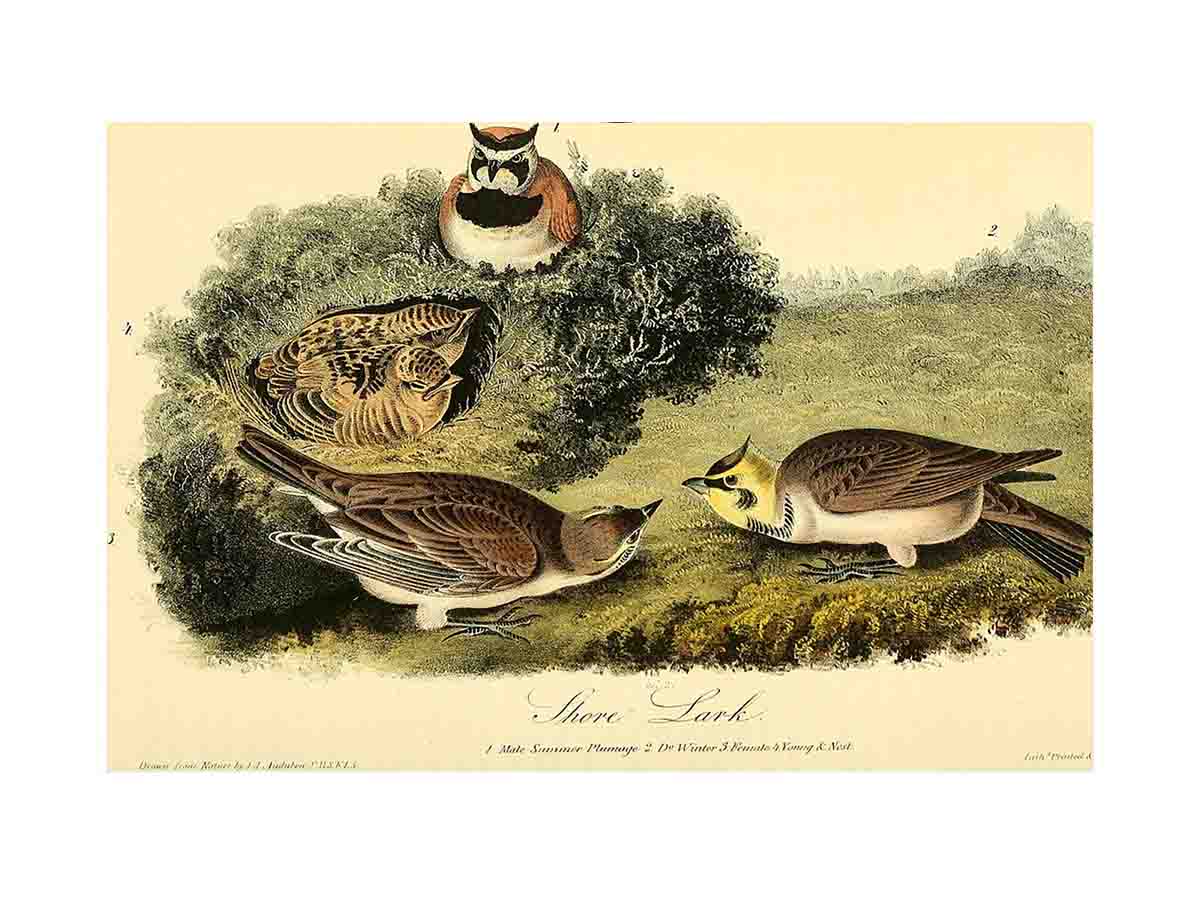 Shore Lark