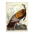 Wild Turkey, Male (Plate 1)