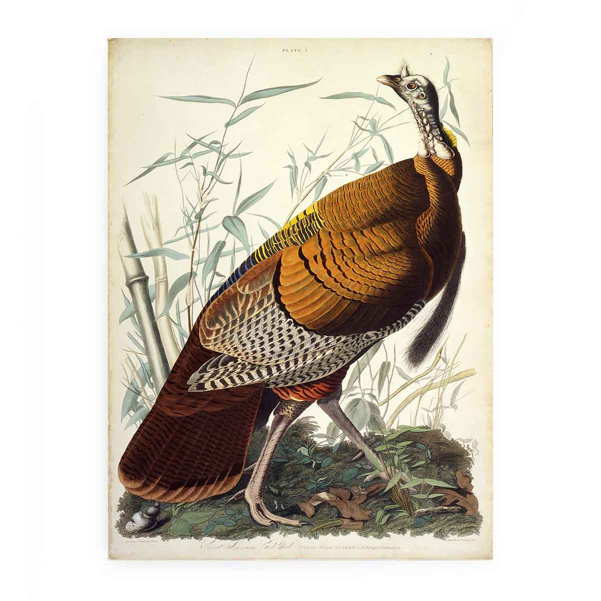 Wild Turkey, Male (Plate 1)