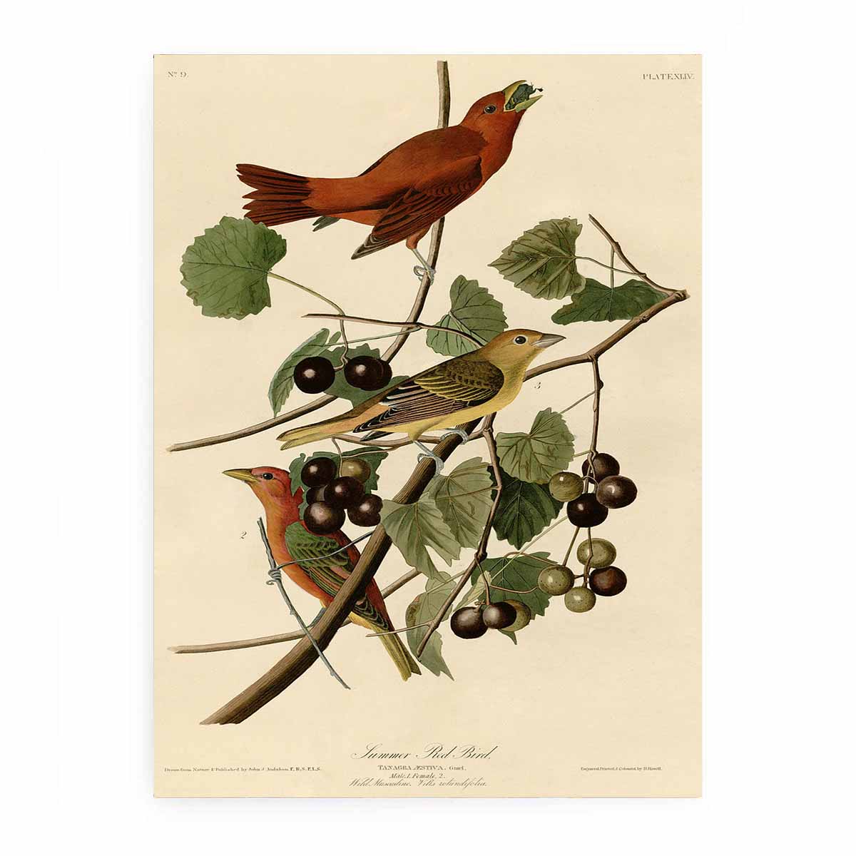 Summer Red Bird (Plate Xliv)
