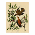 Zenaida Dove