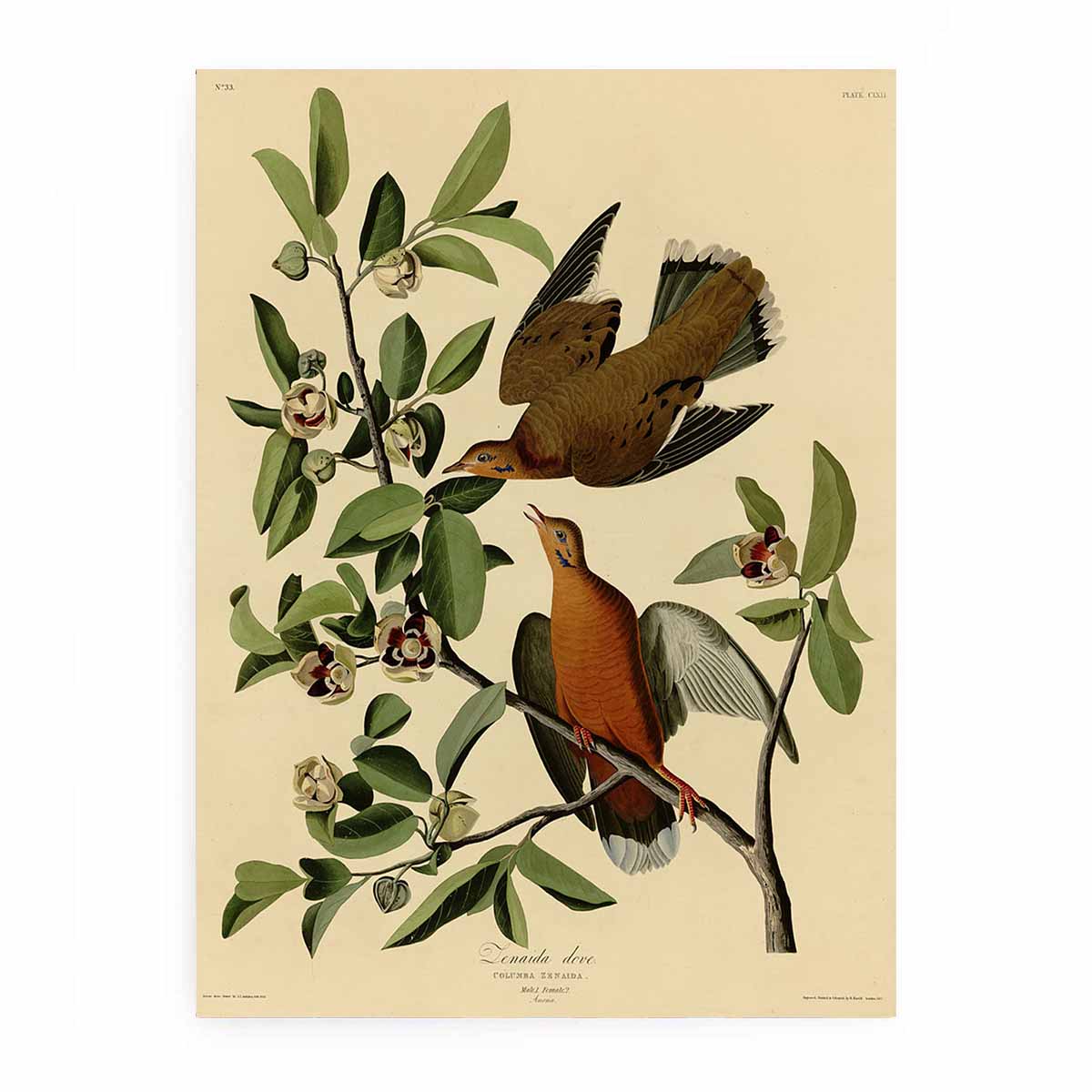 Zenaida Dove