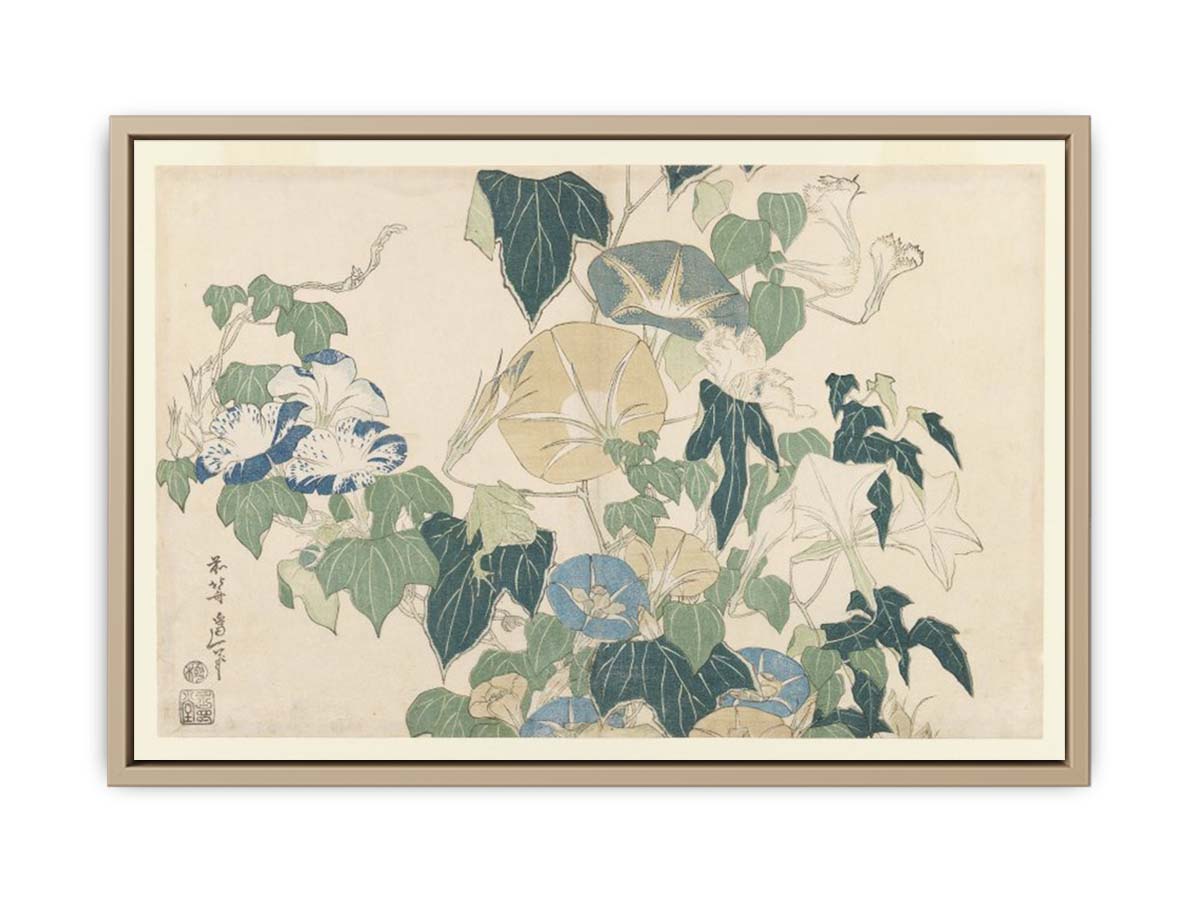 Morning Glories in Flowers and Buds
