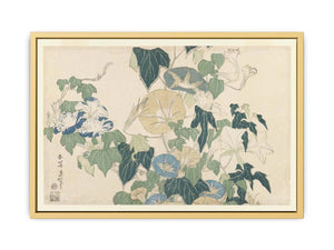Morning Glories in Flowers and Buds