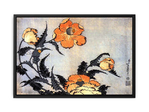 Poppies