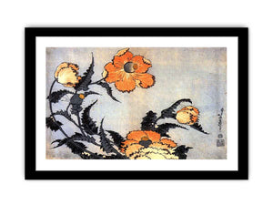Poppies