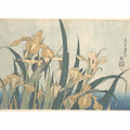 Irises