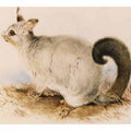 Trichosurus vulpecula (Common Brushtail Possum)