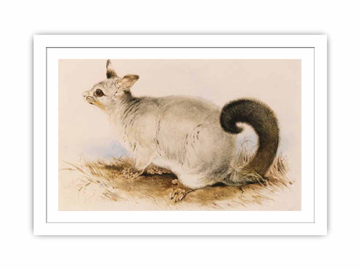 Trichosurus vulpecula (Common Brushtail Possum)