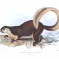 Sciurus javensis Lear