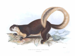 Sciurus javensis Lear