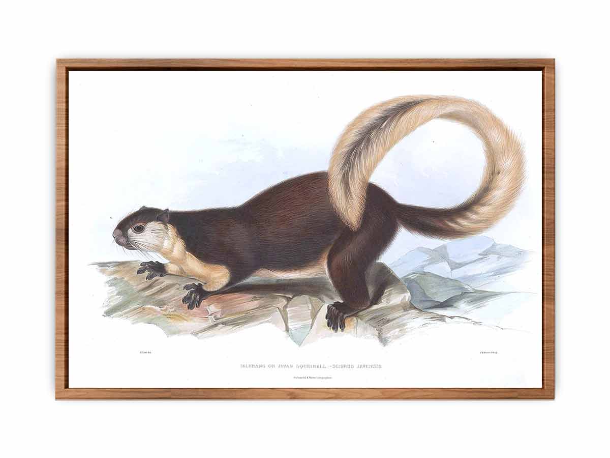 Sciurus javensis Lear