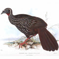 Penelope superciliaris Lear