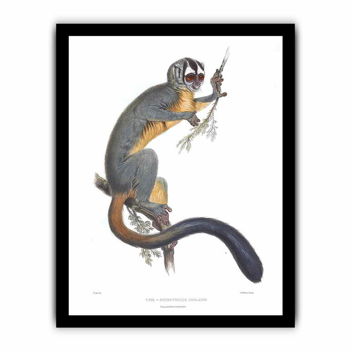 Nyctipithecus infulatus Lear
