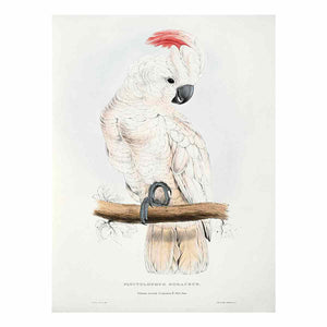 Cacatua moluccensis -Plyctolophus rosaceus Salmon-crested Cockatoo