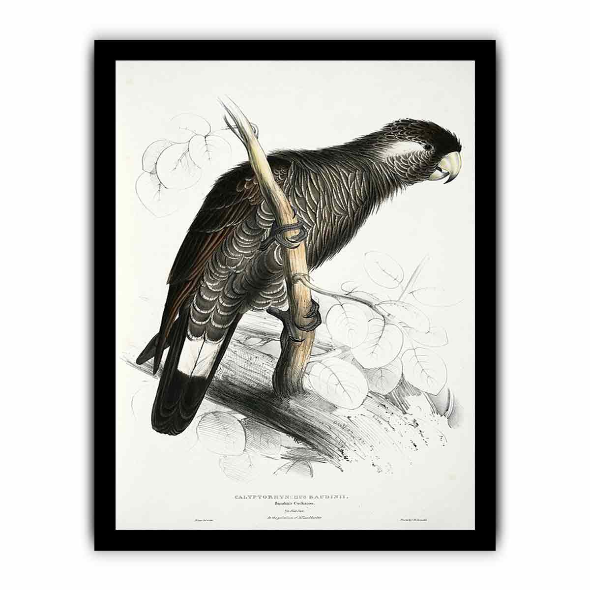 Calyptorhynchus baudinii -Calyptorhynchus baudinii Baudin's Cockatoo -by Edward Lear