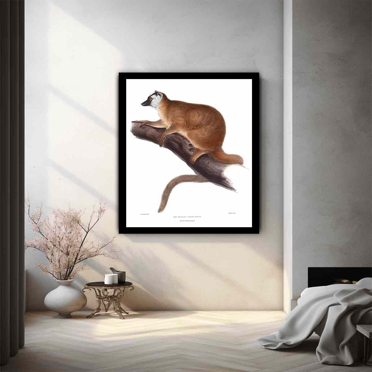 Lemur rufus