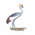 Balearica Lear